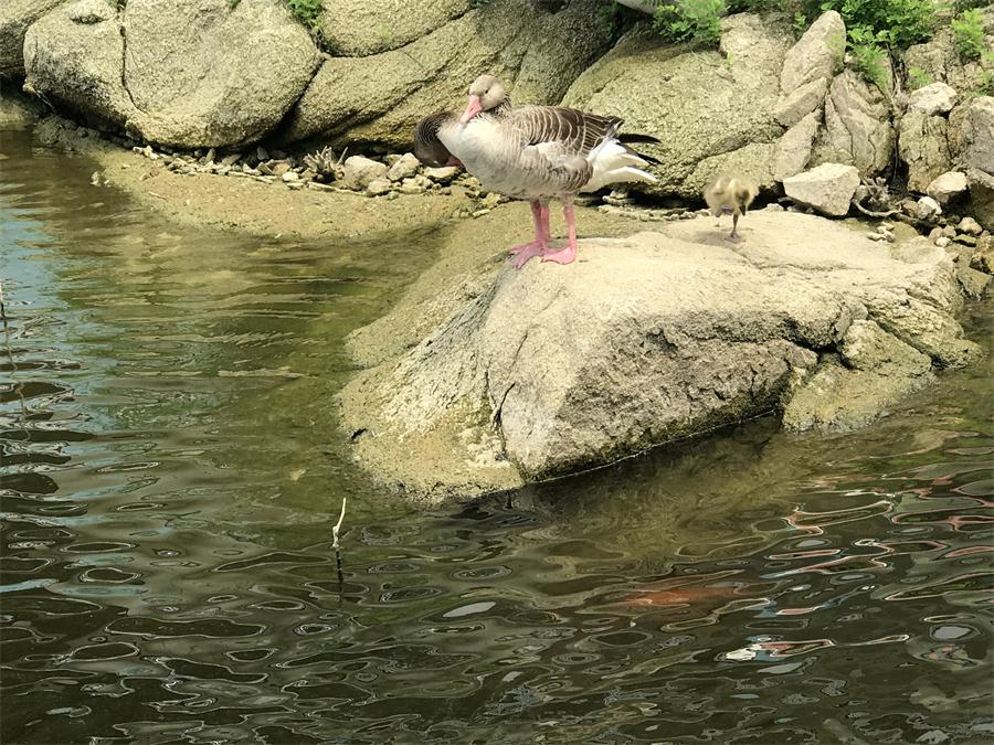 天鵝湖風(fēng)景區(qū)（泰山）速覽！(圖15)